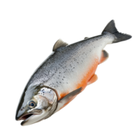 Fresh salmon fish on a Transparent background perfect for culinary preparations and seafood presentations, Salmon Fish Isolated on png