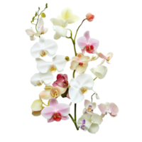 Orchids arranged creatively in letter form against a Transparent background showcasing vibrant colors, Image orchids arranged in letters yz isolated on background png