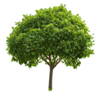 Lush green tree with abundant leaves standing tall on a vibrant green lawn in bright daylight, tree with green leaves on a Transparent background, background png