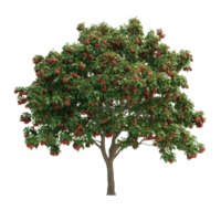 Soap nut tree with vibrant red fruit isolated on Transparent background showcasing natural beauty and structure, Soap nut tree isolated on background png