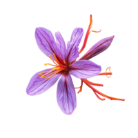 Vibrant saffron flower with purple petals and orange stigmas on a Transparent background, Saffron isolated on background png