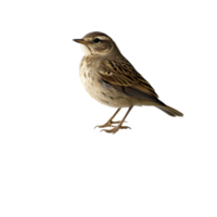 Small bird perched on a rock in a serene environment featuring a light background, small bird perched on top a rock, Transparent background png