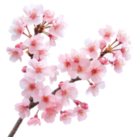 Delicate sakura tree branch with pink flowers isolated on Transparent background, sakura tree branch flower isolated on White background png