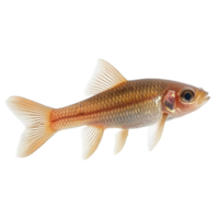 Rutilus heckelii fish isolated on Transparent background displaying its unique features and coloration, Rutilus live fishisolated on background png
