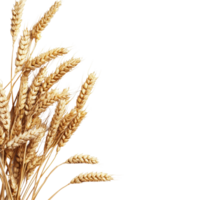 Wheat ears arranged beautifully on a Transparent background for natural beauty and simplicity, wheat ears isolated on png