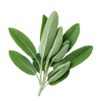 Fresh sage plant with vibrant green leaves isolated on Transparent background for culinary and medicinal use, Sage plant isolated on background png