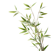 Closeup view of delicate bamboo leaves on a Transparent background showcasing their lush green color and intricate details, This background file is a close-up a bamboo branch, background png