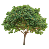 Soap nut tree displaying lush foliage and fruit against a clean Transparent background in natural settings, Soap nut tree isolated on background png