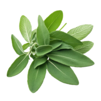 Fresh sage herb leaves isolated on a clean Transparent background for culinary and medicinal use, Sage herb leaves isolated on background png