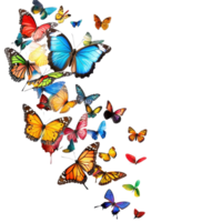 Colorful butterflies gracefully soaring in a bright Transparent background creating a lively atmosphere, Soaring colorful butterflies isolated on png