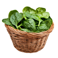 Fresh spinach leaves in a wicker basket isolated on a bright Transparent background, Spinach leaves in basketisolated on background png