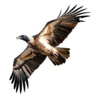 Vulture soaring gracefully against a Transparent background highlighting its impressive wingspan and features, Vulture Isolated on png