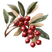 Waxberry branch with ripe fruit and green leaves isolated on a transparent background for clear presentation, waxberry isolated on transperent png