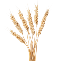 Wheat ears isolated on a Transparent background showcasing natural texture and color in a simple composition, Wheat easrs isolated on png