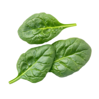 Fresh spinach leaves showcasing vibrant green color isolated on Transparent background for culinary and health purposes, Spinach leaves isolated on background png
