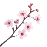 Beautiful sakura tree branch with pink blossoms isolated on Transparent background, sakura tree branch flower isolated on White background png