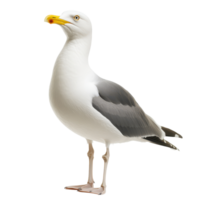 Seagull standing gracefully on a bright white surface with distinct yellow beak, seagull standing on a white surface with a yellow beak, Transparent background png