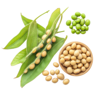 Soybeans with green and dried varieties displayed on a Transparent background for culinary or agricultural use, Soybeans on background png