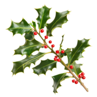 Sprig of European holly with vibrant red berries against a Transparent background, Sprig European holly isolated, background png