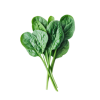 Fresh spinach leaves on a Transparent background showcasing vibrant green color and healthy appearance, Spinach on background png