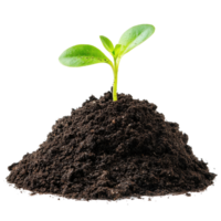 New sprouts emerging from dark soil in a clean isolated setting on a Transparent background, Sprout in a pile soil isolated on png