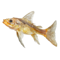 Rutilus heckelii fish isolated against a clean Transparent background showcasing its unique features and coloration, Rutilus live fishisolated on background png
