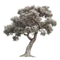 Rustic tree with textured bark and lush foliage isolated on Transparent background, Rustic tree isolated on background png