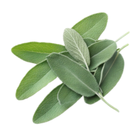 Sage leaves displayed on a Transparent background highlighting their texture and color variations, Sage leaves isolated on background png