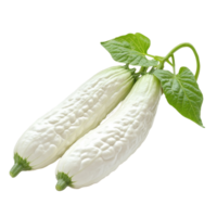 White bitter cucumber with leaves isolated on a clean Transparent background, White bitter cucumberisolated on background png