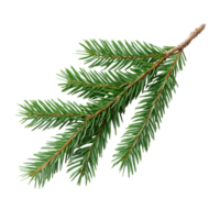 Spruce branch displaying vibrant green needles on a Transparent background for botanical use, Spruce branch green fir isolated, background png