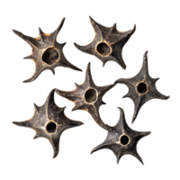Unique water caltrops Trapa natans displayed on a Transparent background highlighting their distinctive shape and texture, Water Caltrops, Trapa natansisolated on background png