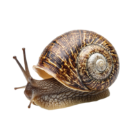 Close-up view of WarzenSpindelstrauchisolated against a Transparent background showcasing its unique shell pattern, Warzen-Spindelstrauchisolated on background png