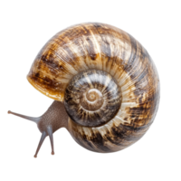 Unique WarzenSpindelstrauchisolated showing natural patterns and textures on a Transparent background, Warzen-Spindelstrauchisolated on background png