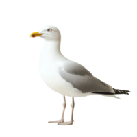 Seagull standing gracefully on a white surface with a striking yellow bill in bright lighting, seagull standing on a white surface with a yellow beak, Transparent background png