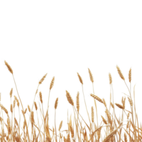 Wheat field with golden shafts against a bright Transparent background highlighting nature's simplicity, Wheat field png
