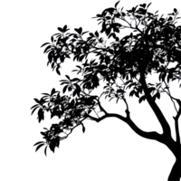 Silhouette of a large tree with leaves showcasing intricate branch details against a plain background, Photo branches with leaves a large tree isolated on a Transparent background png