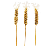 Wheat ears arranged in three distinct positions on a dark background showcasing their natural texture, Wheat ears, three ears wheat in different positions png