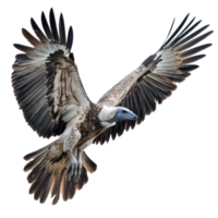 Majestic vulture soaring gracefully against a Transparent background in a captivating display of wingspan, Vulture Isolated on png