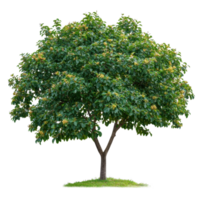 Soap nut tree with lush foliage and yellow flowers on a bright Transparent background, Soap nut tree isolated on background png