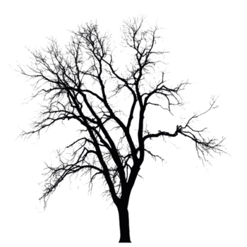 silhouet van een bladerloos boom tegen een transparant achtergrond in een minimalistische ontwerp, silhouet een groot bladerloos boom, geïsoleerd Aan een achtergrond png