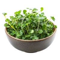 Fresh watercress in a smooth bowl on a Transparent background highlighting healthy ingredients for culinary use, Watercress in bowl isolated on background png
