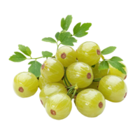 画材 Gooseberry Star gooseberry bunch showcasing ripe phyllanthus acidus