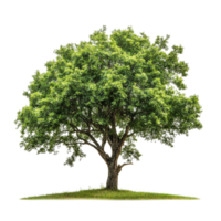 Rustic tree standing alone against a bright Transparent background in a serene and peaceful setting, Rustic tree isolated on background png
