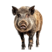 Wild boar standing against Transparent background, showcasing its natural features and curious expression, Wild Boar Standing in Front White Background, background png