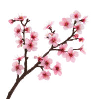 Delicate sakura tree branch showcasing beautiful pink flowers on a Transparent background, sakura tree branch flower White background png