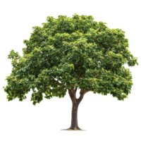 Soap nut tree with lush foliage isolated on a Transparent background highlights nature's beauty and simplicity, Soap nut tree isolated on background png