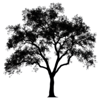 Silhouette of a large tree with branches and leaves against a clear background, Photo branches with leaves a large tree isolated on a Transparent background png