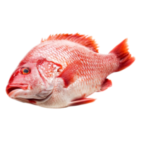 Fresh Red Snapper Fish on for Culinary Use png