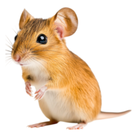 Cute Small Mouse Standing Upright with Bright Eyes and Soft Fur png
