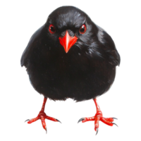 closeup of Black Bird with Bright Red Beak and Sharp Eyes png